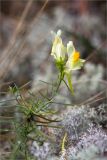 Linaria vulgaris. Верхушка цветущего растения. Ленинградская обл., Лужский р-н, окр. дер. Сяберо, сосновый бор. 07.09.2014.