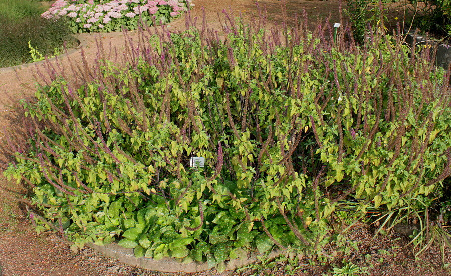 Изображение особи Teucrium hircanicum.