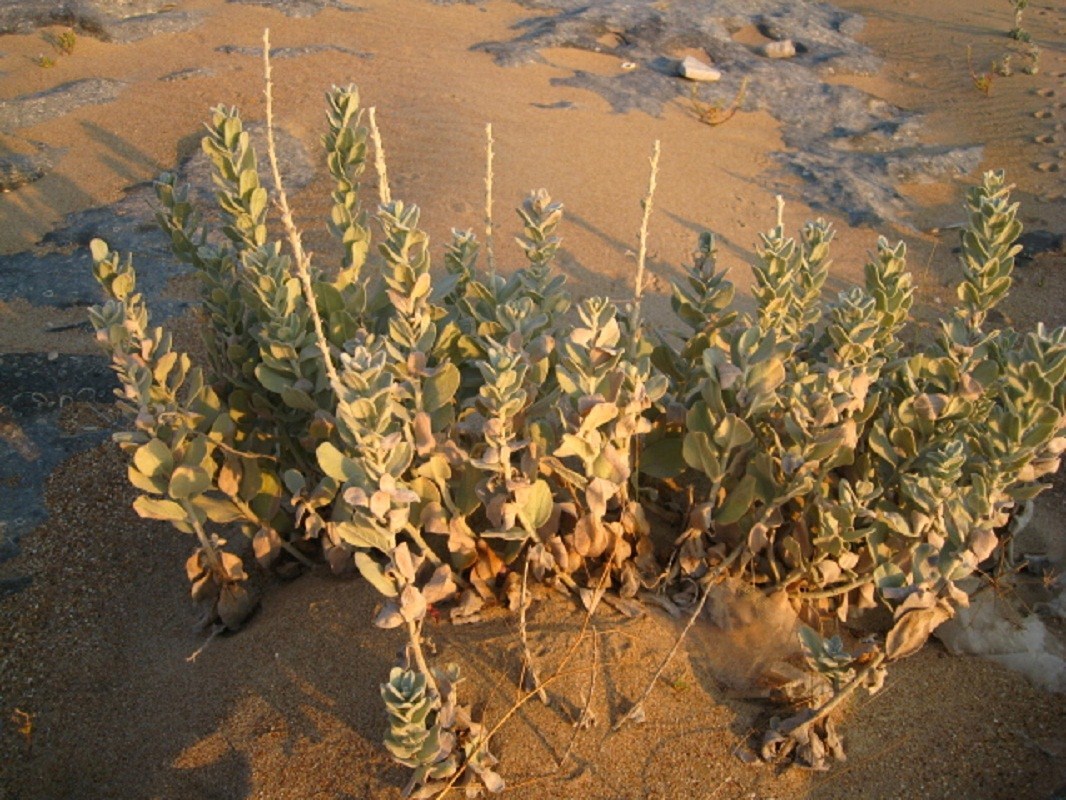 Image of Convolvulus persicus specimen.