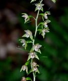 Epipactis helleborine. Часть соцветия. Карачаево-Черкесия, окр. г. Теберда, долина р. Бадук. 01.08.2014.