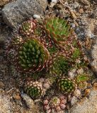 Orostachys spinosa