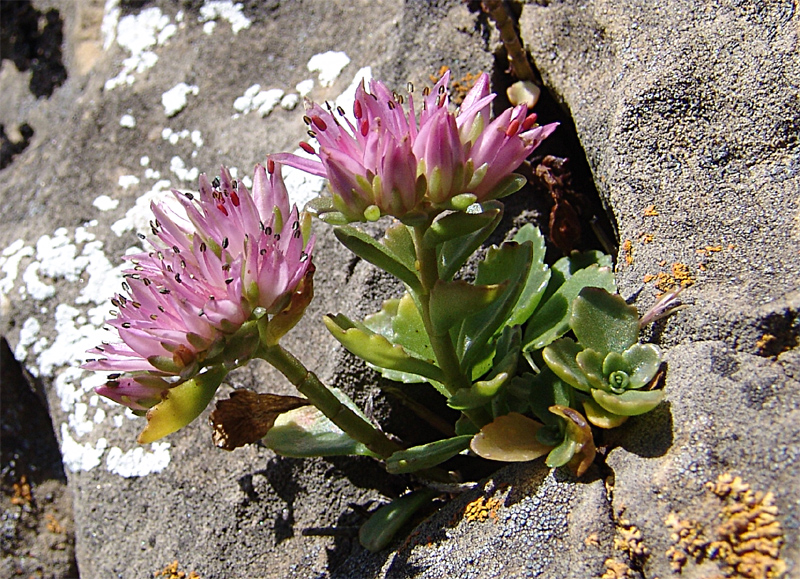 Image of Sedum spurium specimen.