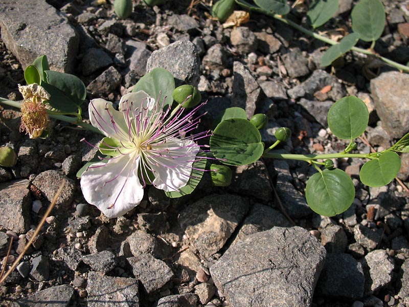 Изображение особи Capparis sicula.