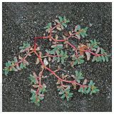 Euphorbia peplis. Цветущее растение. Республика Абхазия, г. Сухум, морской пляж. 18.08.2009.