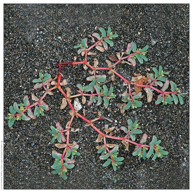 Изображение особи Euphorbia peplis.