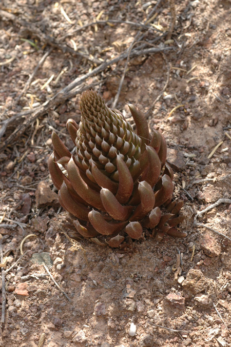 Image of Orostachys thyrsiflora specimen.