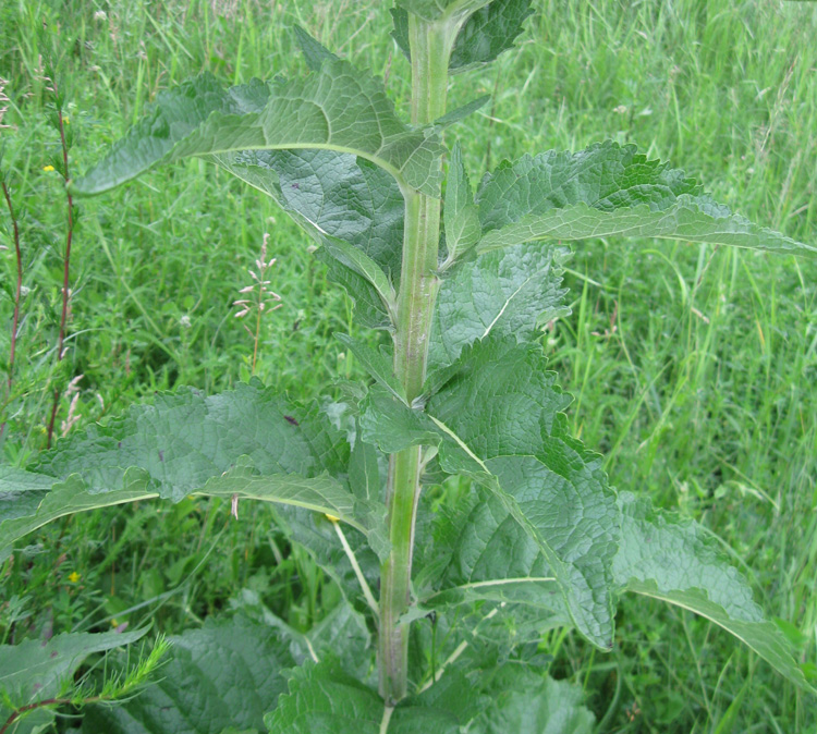 Image of Verbascum lychnitis specimen.