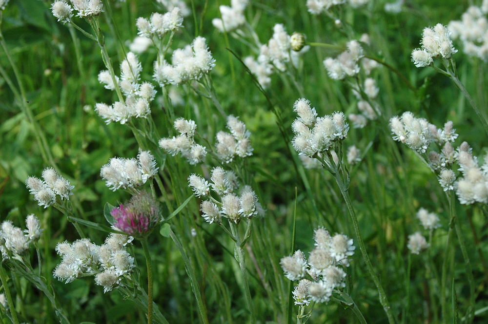 Image of Antennaria dioica specimen.