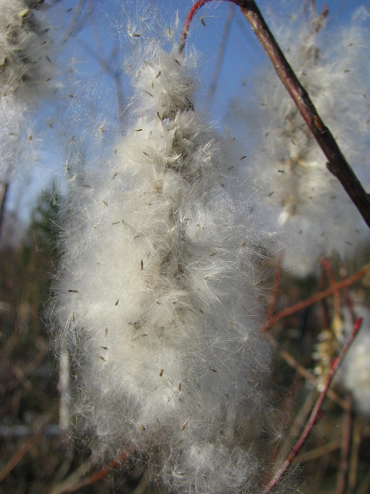 Image of Salix pentandra specimen.