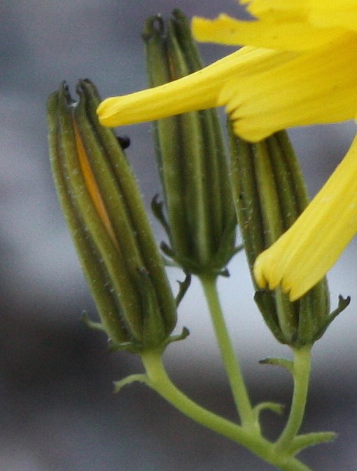 Image of Youngia tenuifolia ssp. altaica specimen.