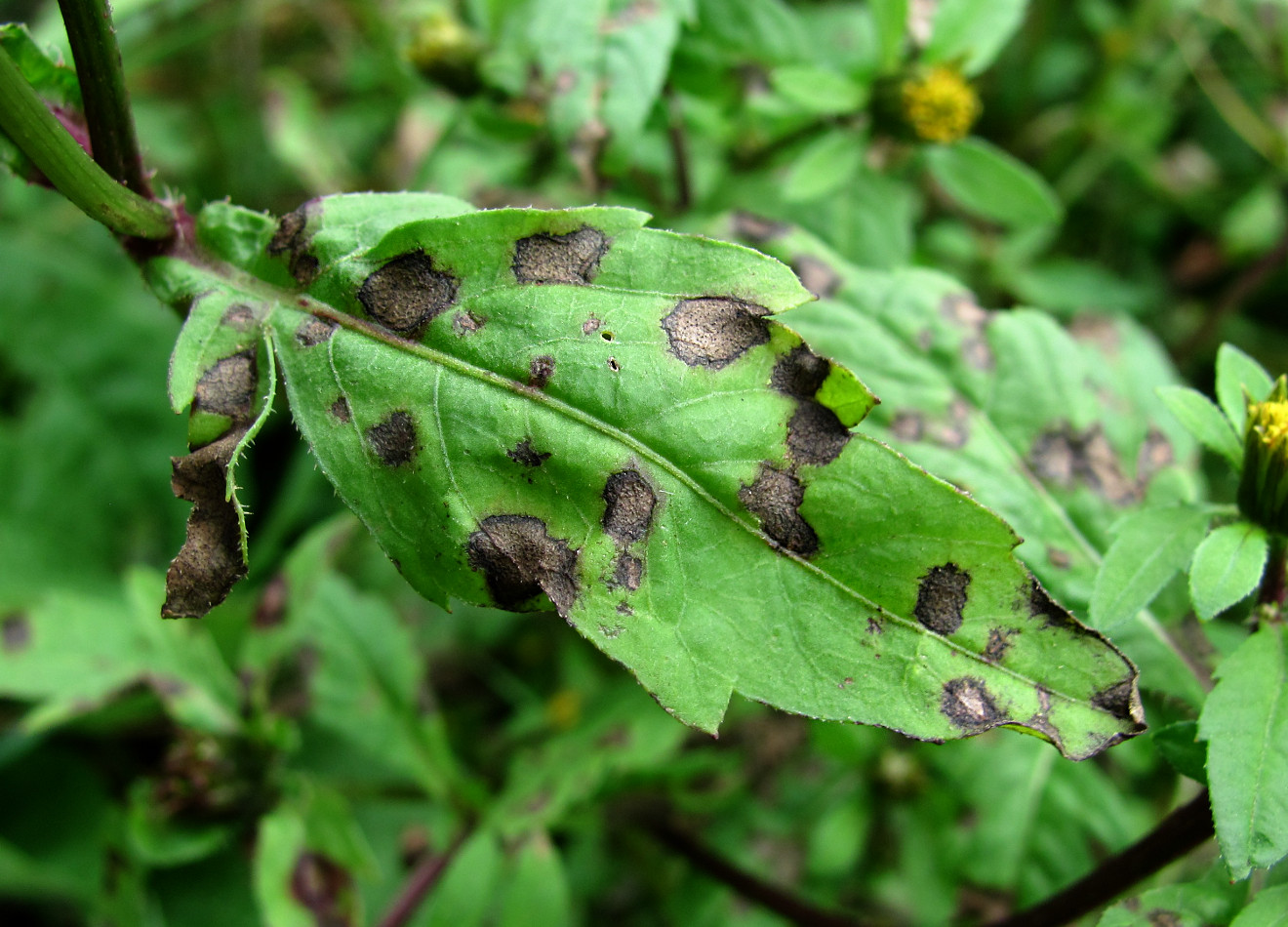 Image of Bidens tripartita specimen.