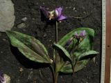 Erythronium sajanense