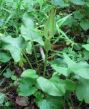 Arum besserianum