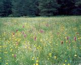 Dactylorhiza cordigera