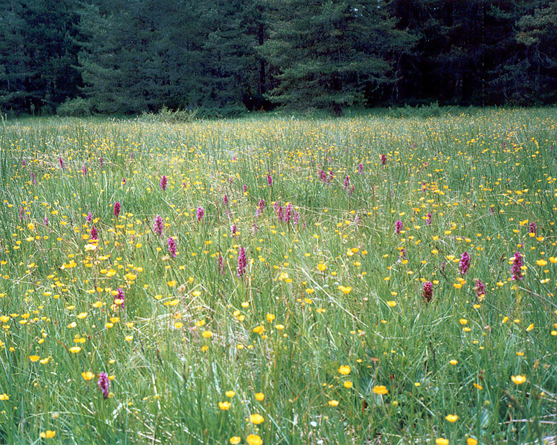 Изображение особи Dactylorhiza cordigera.