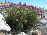 Astragalus rytyensis