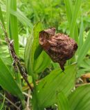 Cypripedium macranthos. Лист и отцветший цветок. Камчатский край, Алеутский р-н, о-в Беринга, 1 км к востоку от мыса Гаупта (Китовый), приморские дюны. 01.08.2015.