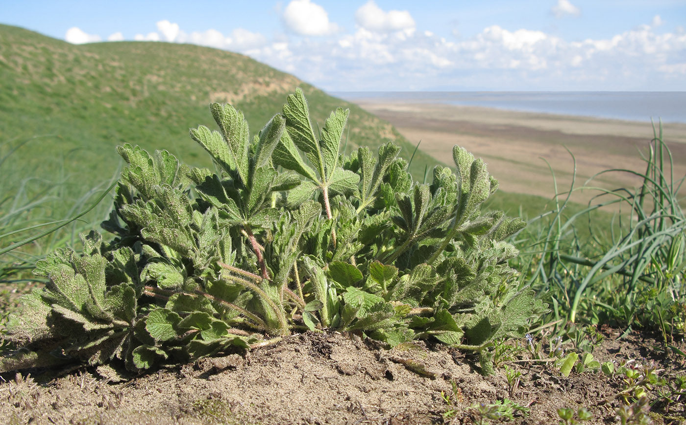 Image of genus Potentilla specimen.