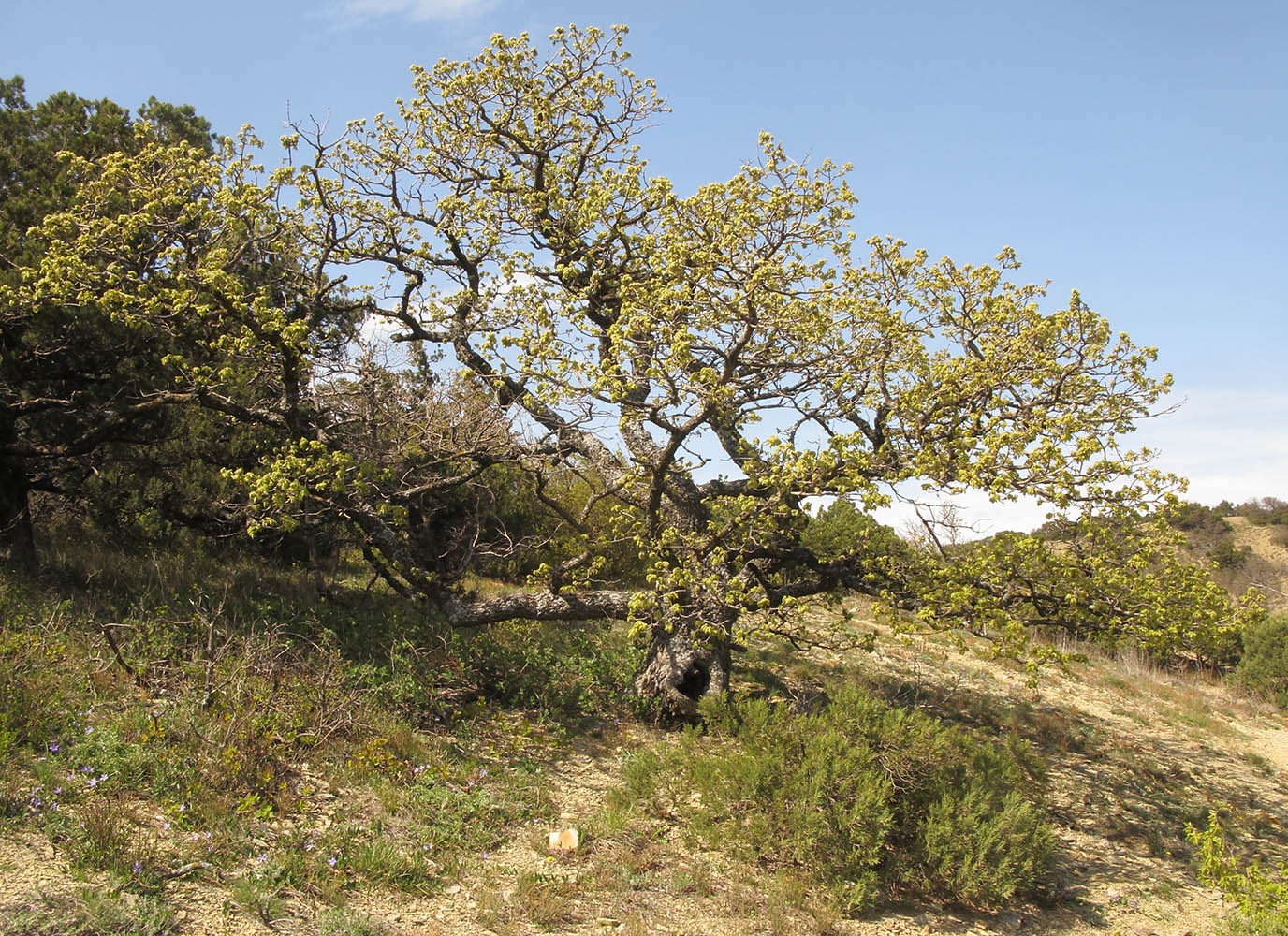 Изображение особи Quercus pubescens.