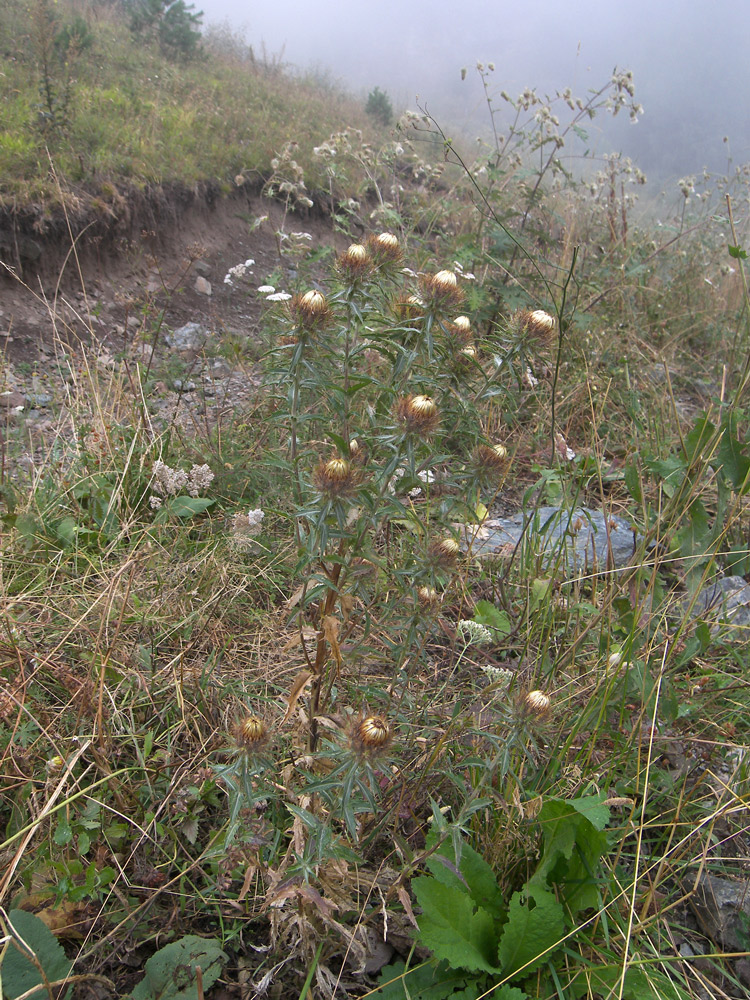 Image of Carlina vulgaris specimen.