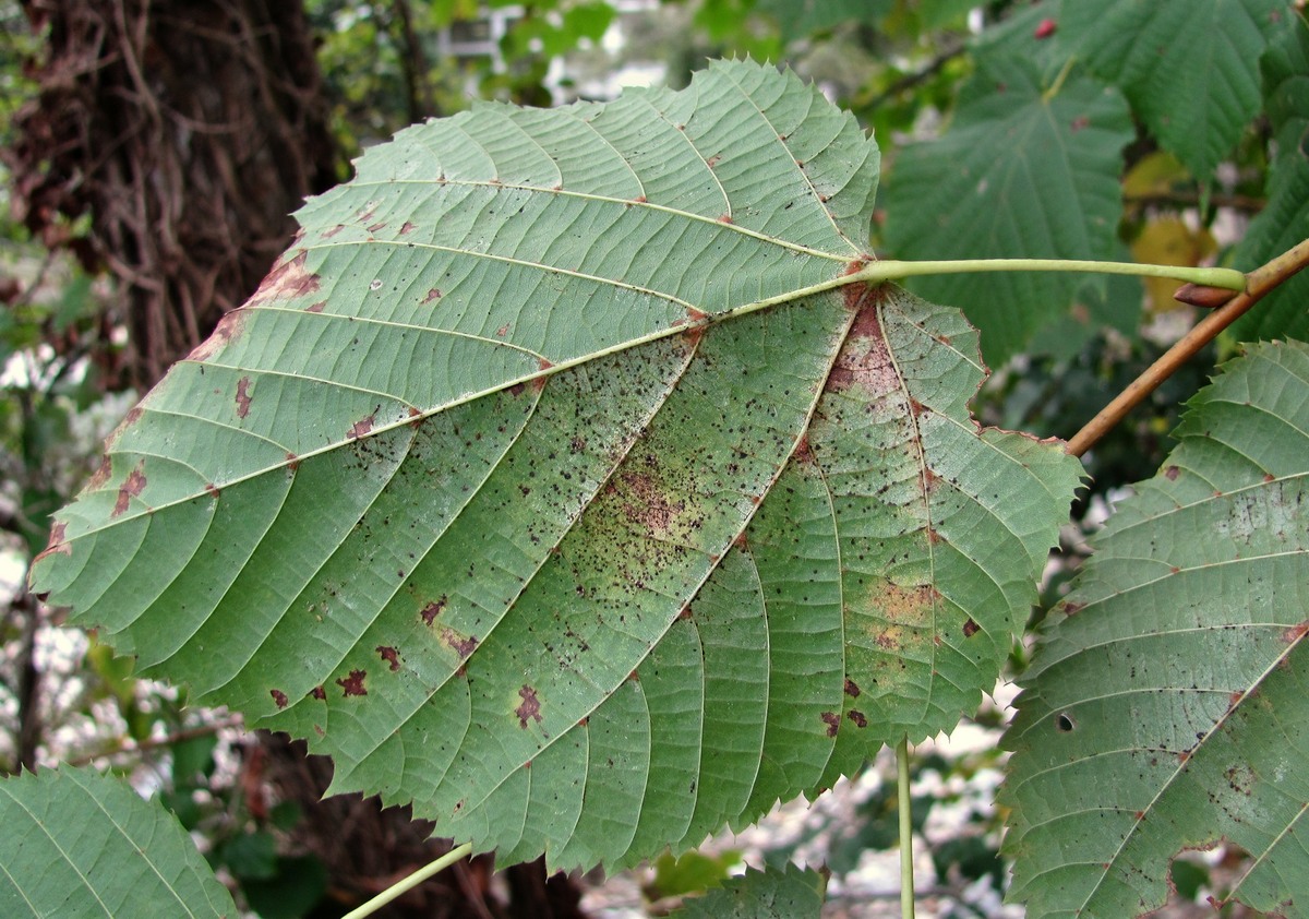 Image of Tilia platyphyllos specimen.