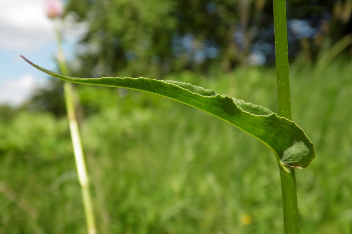 Изображение особи Bistorta officinalis.