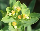 Euphorbia semivillosa