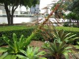 genus Alcantarea. Цветущее растение. Австралия, г. Брисбен, парк South Bank, у реки. 27.12.2015.