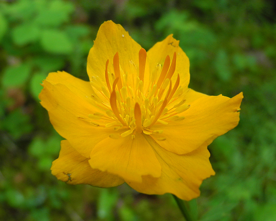 Image of Trollius sibiricus specimen.