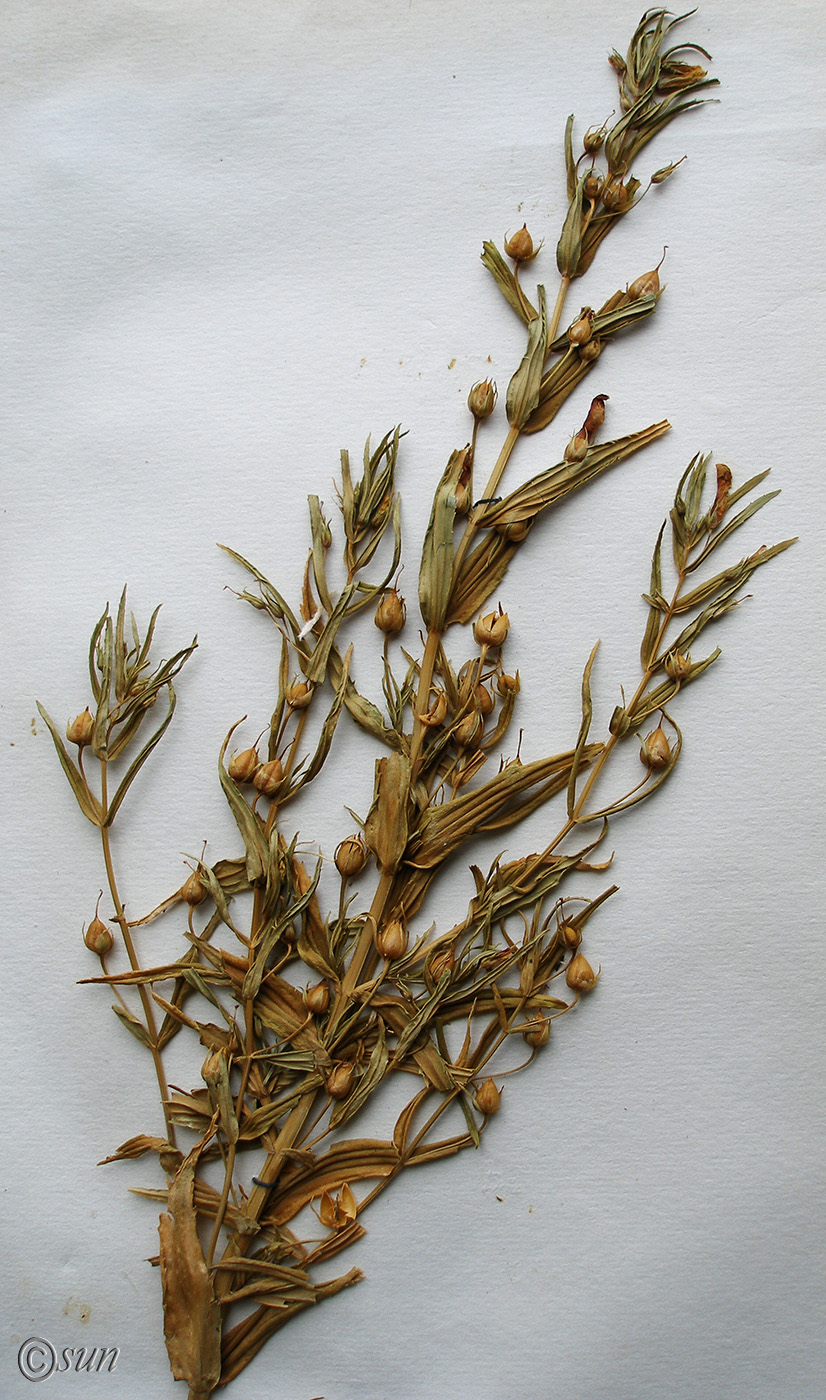 Image of Gratiola officinalis specimen.