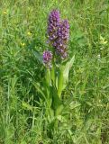 Dactylorhiza incarnata