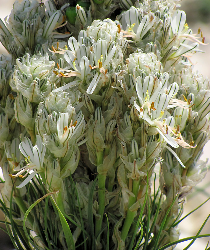 Image of Asphodeline taurica specimen.