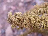 Dysphania botrys