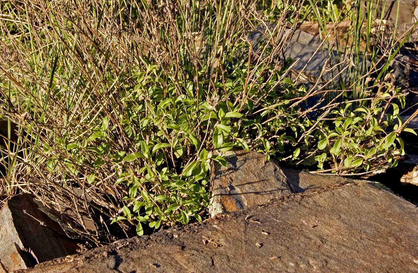 Image of Ziziphora clinopodioides specimen.