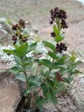 Vincetoxicum funebre