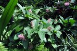 Medinilla cummingii. Побеги с соцветиями. Сингапур, Singapore Botanic Gardens. 18.08.2014.
