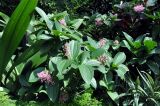 Medinilla cummingii