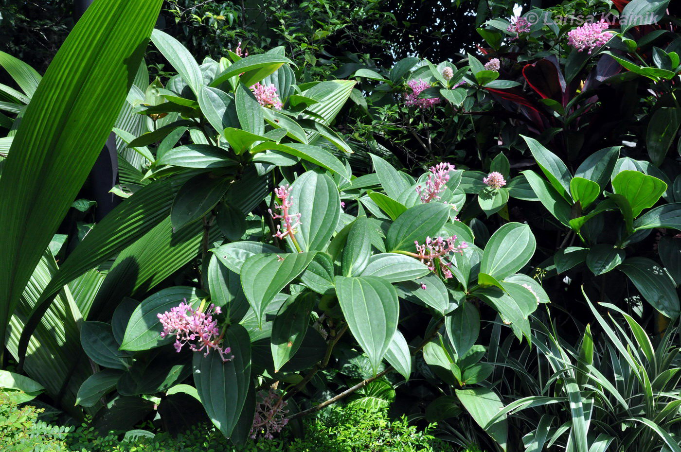 Изображение особи Medinilla cummingii.