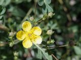 Potentilla orientalis. Верхушка побега с цветком и бутонами. Кыргызстан, Нарынская обл., левый берег р. Нарын, окр. с. Таш-Башат, вахтовый пос. 18.06.2015.