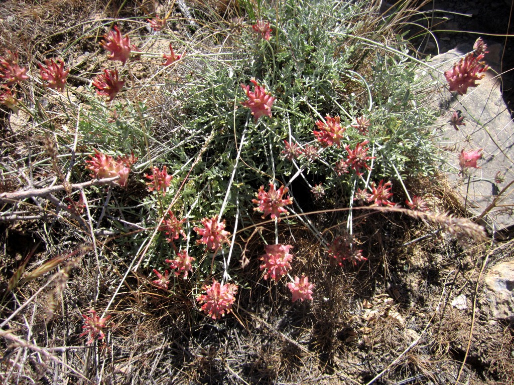 Image of Astragalus subschachimardanus specimen.