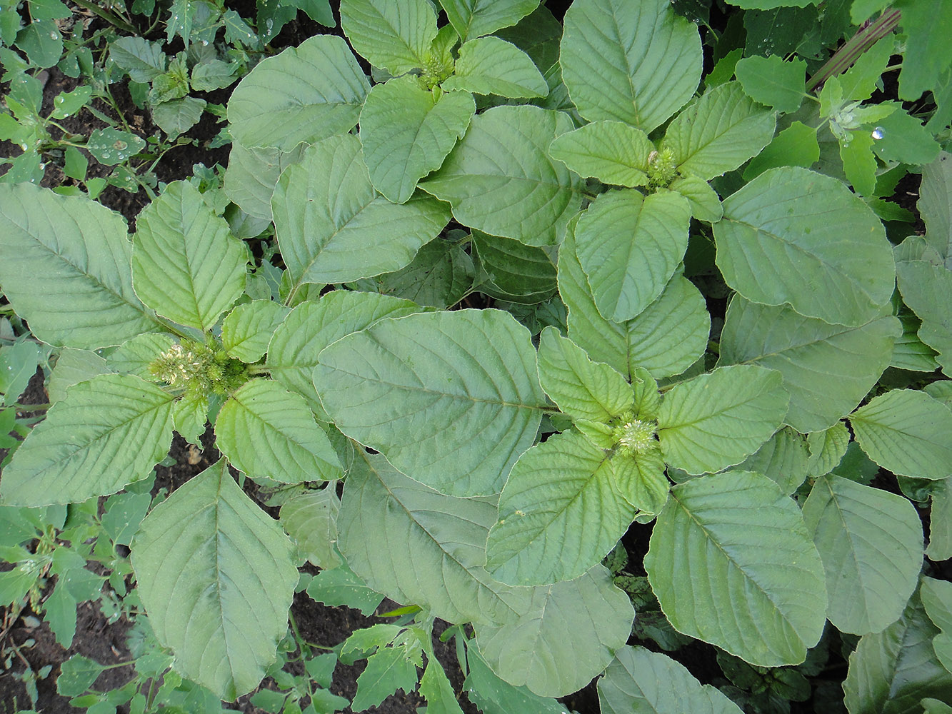 Изображение особи Amaranthus retroflexus.