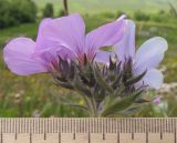 Linum hypericifolium