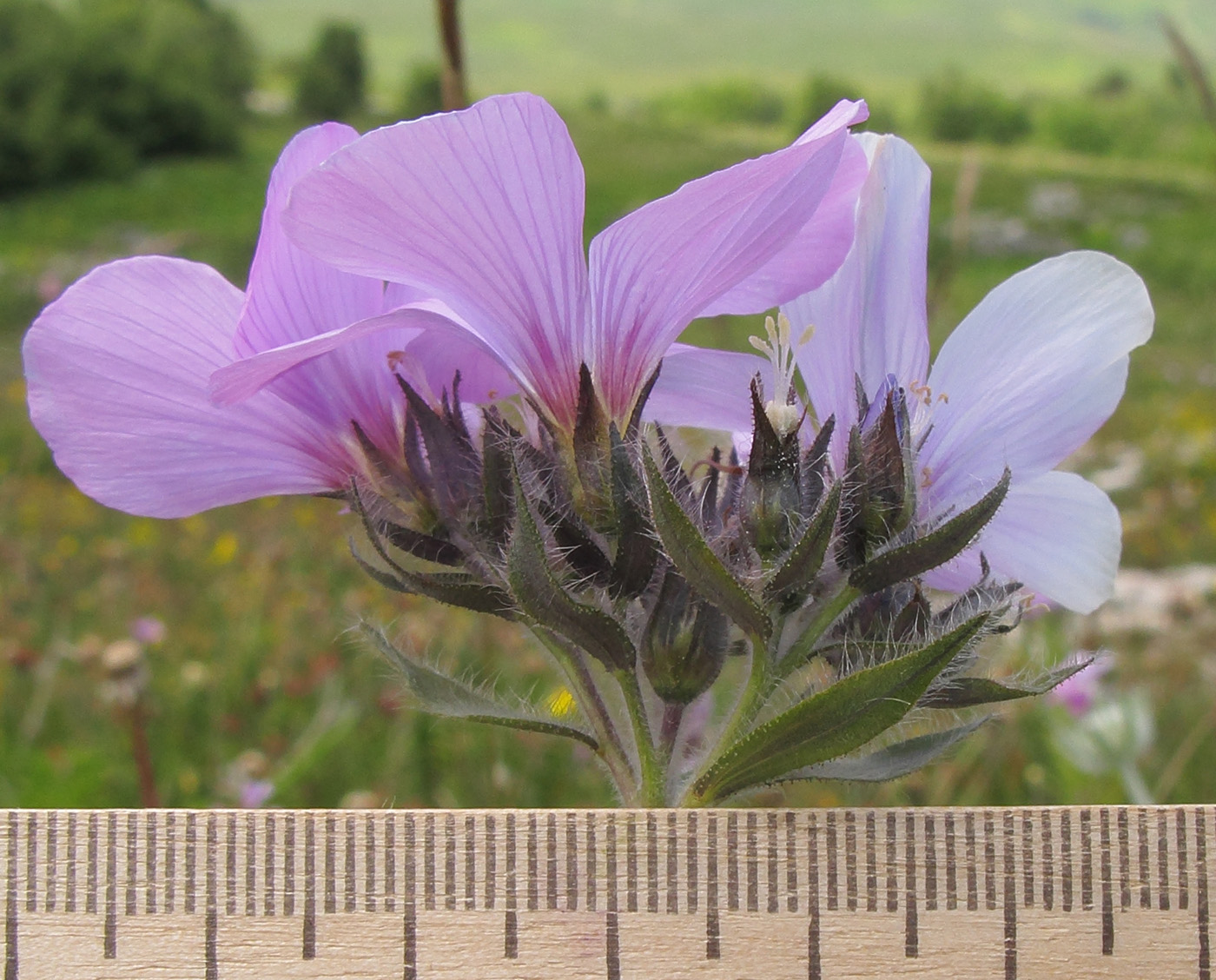 Изображение особи Linum hypericifolium.