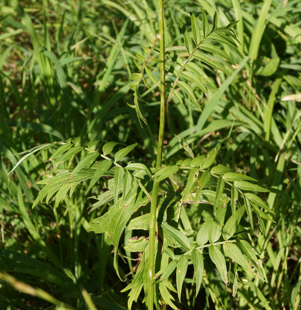 Изображение особи Polemonium caeruleum.