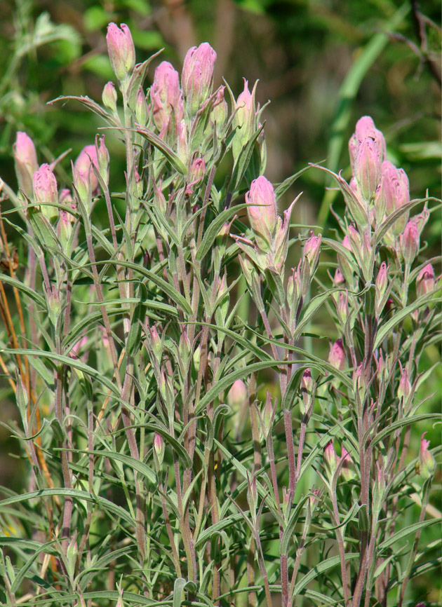 Изображение особи Castilleja rubra.