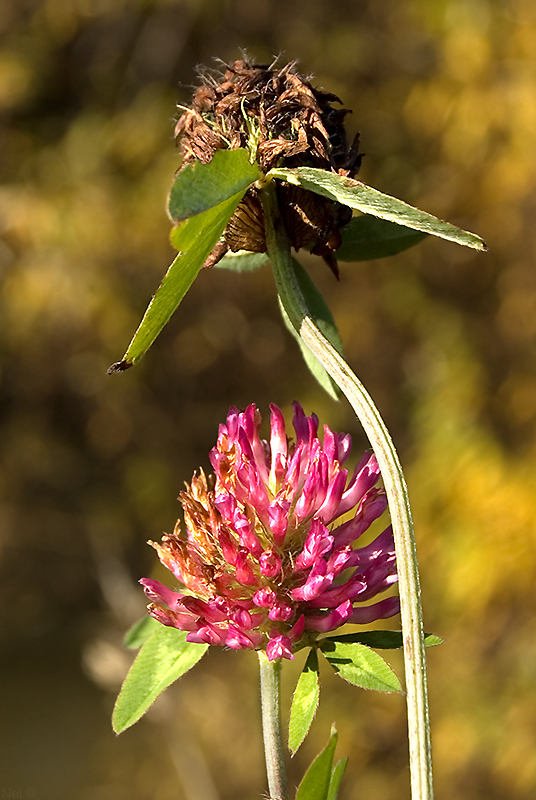 Изображение особи Trifolium pratense.