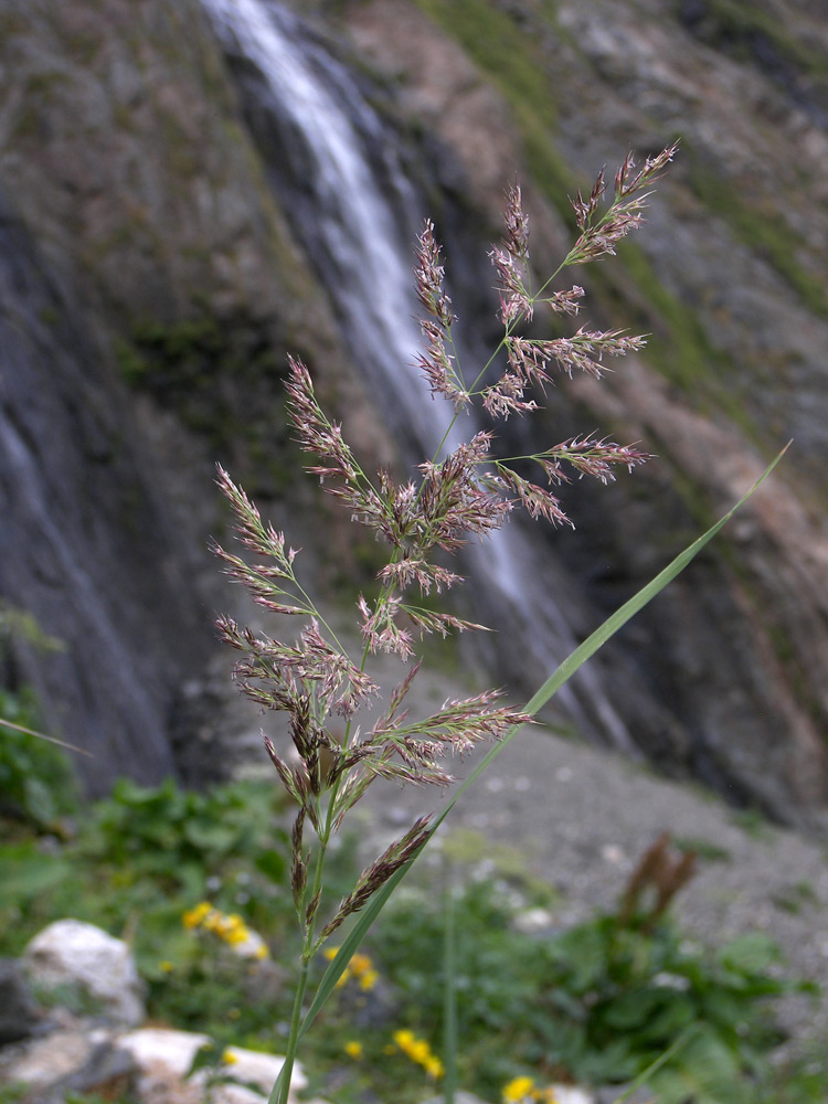 Изображение особи Calamagrostis pseudophragmites.