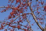 Malus baccata