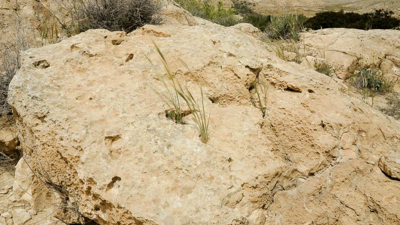 Image of Stipellula capensis specimen.