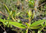Rhododendron dauricum. Верхушка побега с плодами. Якутия (Саха), Алданский р-н, берег р. Тимптон, 201 км от устья. 28.06.2007.